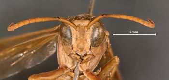 Media type: image;   Entomology 524 Aspect: head frontal view